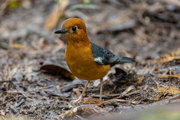 Fototapeta premium Nature wildlife image of uncommon resident bird Orange-headed thrush in Sabah, Borneo