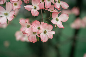 Fototapeta na wymiar Pink Dogwood Tree Blossom