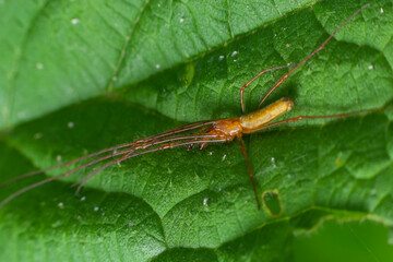 Tetragnatha montana on the termuric on a leaf on a summers day