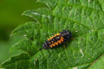 Macro Photo of Ladybug Larvae on Green Leaf Isolated on Backgrou