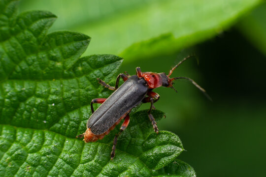 Beetle cantharis fusca sits on a leaf of grass in early summer