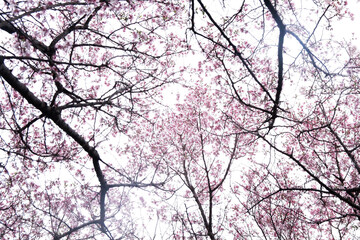 天上の桜