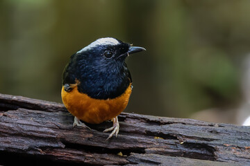 Nature wildlife image of White crown shama on nature rainforest jungle in Borneo Island.