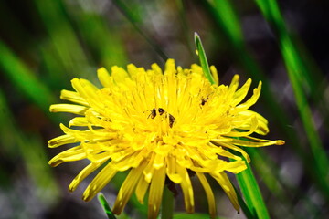 yellow dandelion flower