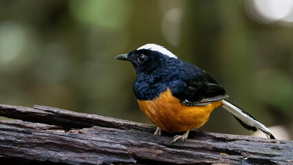 Nature wildlife image of White crown shama on nature rainforest jungle in Borneo Island.