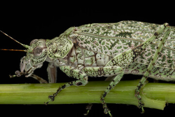 Amazing and unique wildlife katydid found on deep jungle forest in Sabah, Borneo