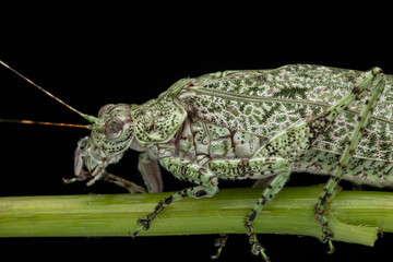 Amazing and unique wildlife katydid found on deep jungle forest in Sabah, Borneo