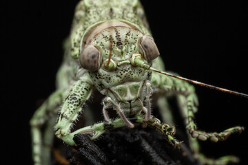 Amazing and unique wildlife katydid found on deep jungle forest in Sabah, Borneo