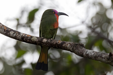 Nature wildlife bird of Red-bearded Bee-eater bird on branch