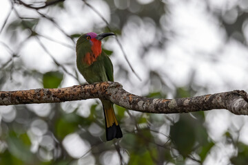Nature wildlife bird of Red-bearded Bee-eater bird on branch