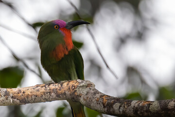 Nature wildlife bird of Red-bearded Bee-eater bird on branch