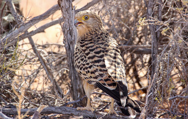 Greater Kestrel in the Kgalagadi