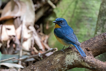 Nature wildlife image of Dayak Blue Flycatcher bird deep jungle forest in Sabah, Borneo