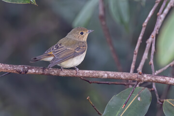 Asian Brown Flycatcher perching on tree branch