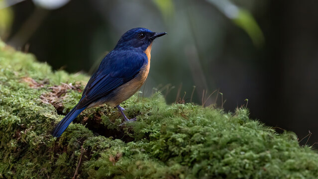 Nature wildlife image of Dayak Blue Flycatcher bird deep jungle forest in Sabah, Borneo