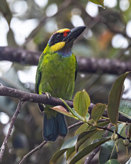Nature wildlife of Gold-Whiskered Barbet perching on fruit tree