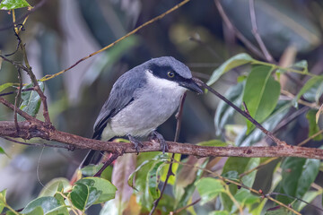 Nature wildlife of Large Woodshrike bird perching on fruit tree