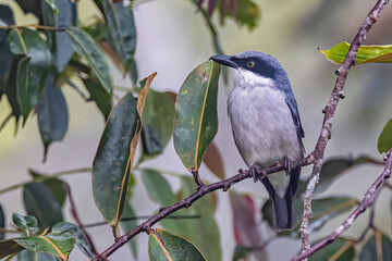 Nature wildlife of Large Woodshrike bird perching on fruit tree