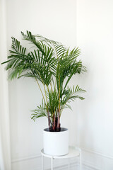 Indoor pot plant against the background of a white wall with a transparent curtain.