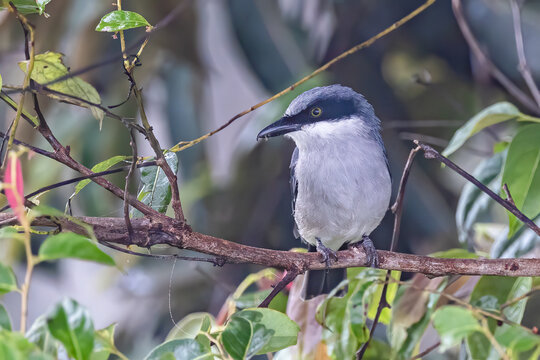 Nature Wildlife Of Large Woodshrike Bird Perching On Fruit Tree