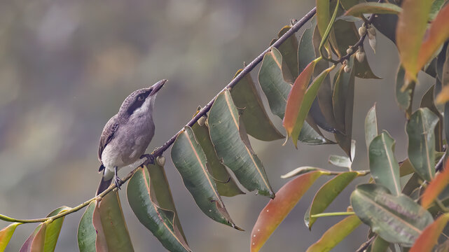 Nature Wildlife Of Large Woodshrike Bird Perching On Fruit Tree