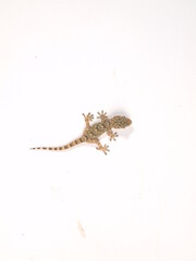 gekko