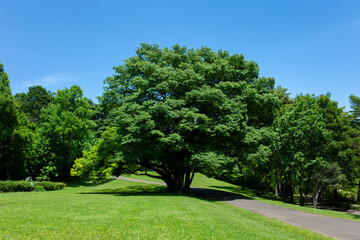 Green Tree