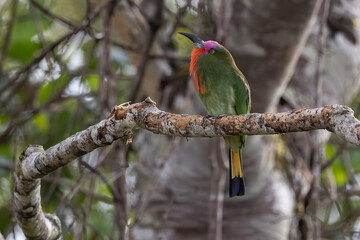 Nature wildlife bird of Red-bearded Bee-eater bird on branch