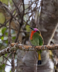 Nature wildlife bird of Red-bearded Bee-eater bird on branch