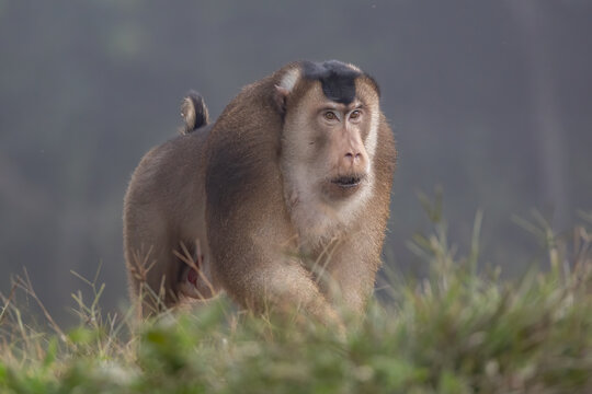 Nature wildlife of huge Pigtail Macaque find moth as food on nature deep jungle