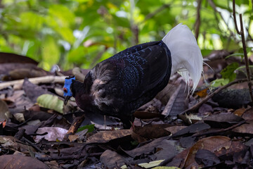 Nature wildlife of Bulwer's Pheasant rare endemic big bird of Sabah Borneo island.