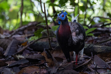 Nature wildlife of Bulwer's Pheasant rare endemic big bird of Sabah Borneo island.