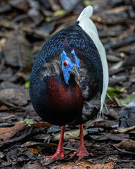 Nature wildlife of Bulwer's Pheasant rare endemic big bird of Sabah Borneo island.