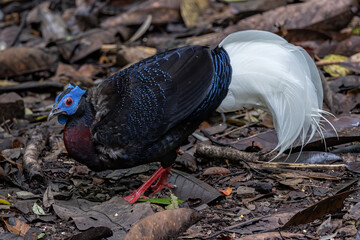 Fototapeta premium Nature wildlife of Bulwer's Pheasant rare endemic big bird of Sabah Borneo island.