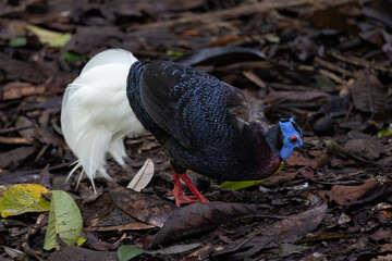 Nature wildlife of Bulwer's Pheasant rare endemic big bird of Sabah Borneo island.