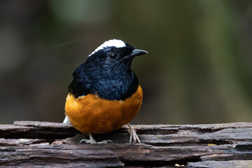 Nature wildlife image of White crown shama on nature rainforest jungle in Borneo Island.