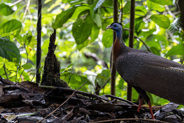 Nature wildlife image of The Great Argus in the deep jungle in Sabah, Borneo