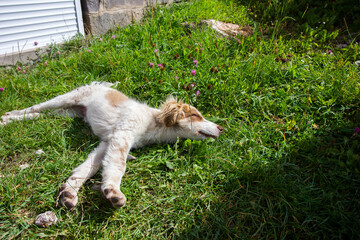 white curly puppy sleeping in green loan