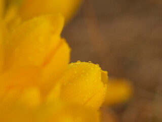 macro flover, water drops