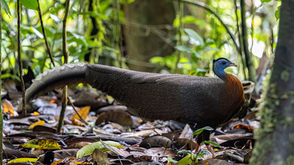 Nature wildlife image of The Great Argus in the deep jungle in Sabah, Borneo