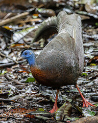 Nature wildlife image of The Great Argus in the deep jungle in Sabah, Borneo