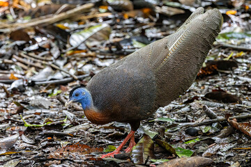 Nature wildlife image of The Great Argus in the deep jungle in Sabah, Borneo
