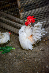 chicken