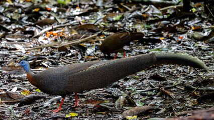 Nature wildlife image of The Great Argus in the deep jungle in Sabah, Borneo