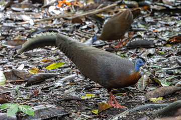 Nature wildlife image of The Great Argus in the deep jungle in Sabah, Borneo