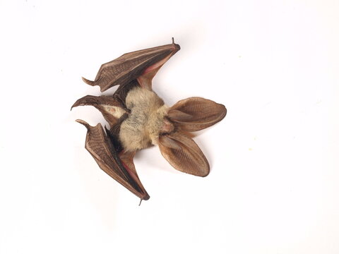 Bat, Animal