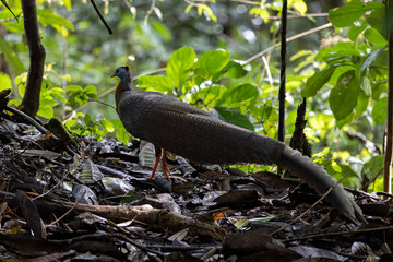 Nature wildlife image of The Great Argus in the deep jungle in Sabah, Borneo