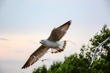 seagull in flight