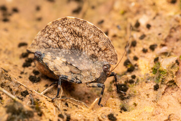 Macro image of beautiful well camouflaged Leaf-Mimic Pygmy Grasshoper - Paraphyllum antennatum Hancoc on deep jungle forest of Sabah, Borneo