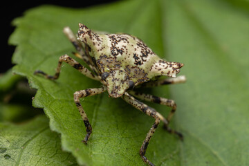 Nature wildlife of beautiful Jewel bug on green leaves